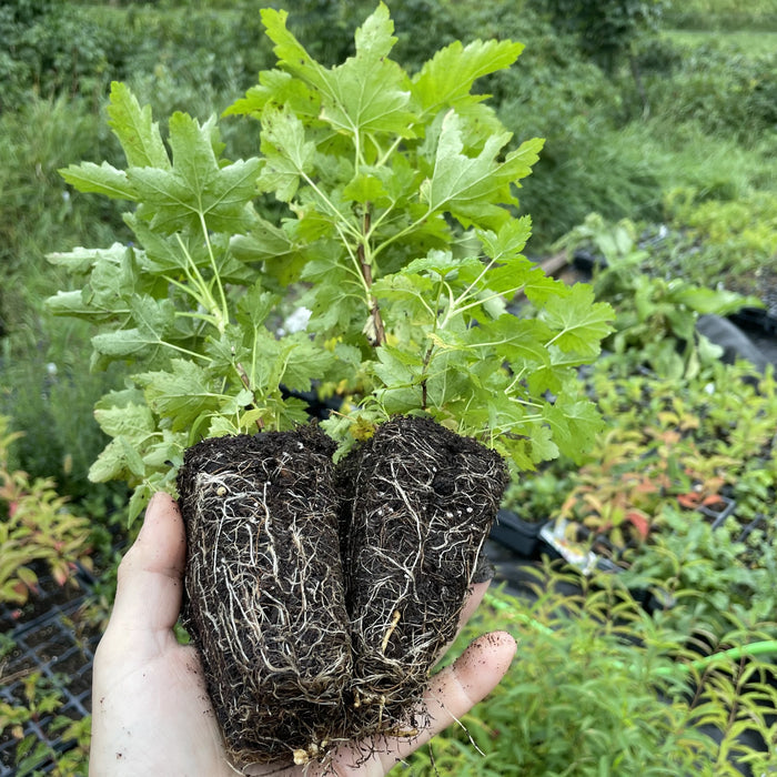 Wild American Black Currant (Ribes americanum) at Oak Summit Nursery, fall 2026