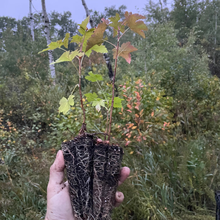 Wild American Black Currant