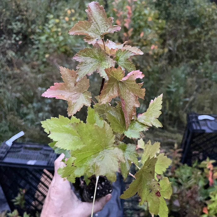 Wild American Black Currant