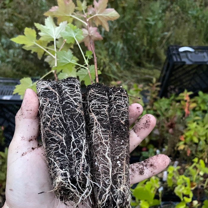 Wild American Black Currant