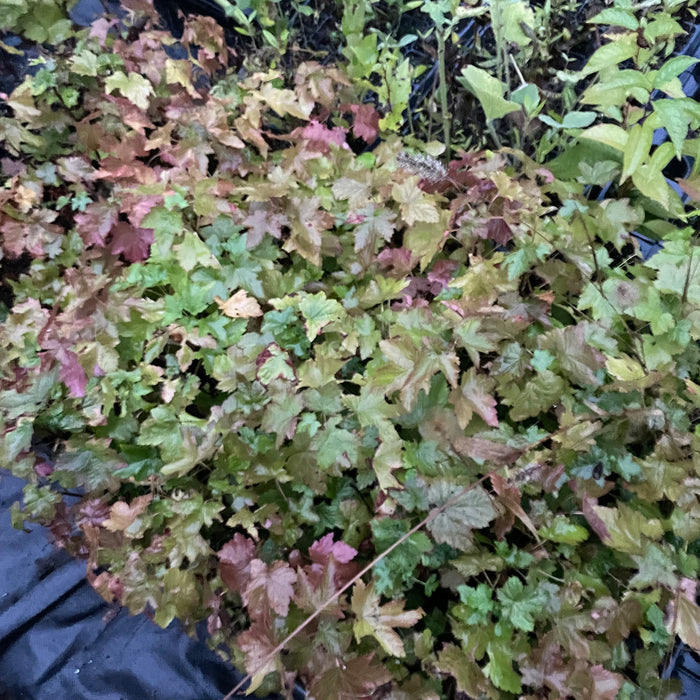 Wild American Black Currant