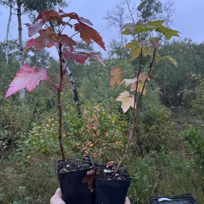 Wild American Black Currant