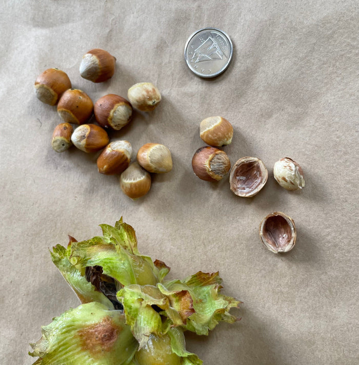 Wild American Hazelnut Seeds