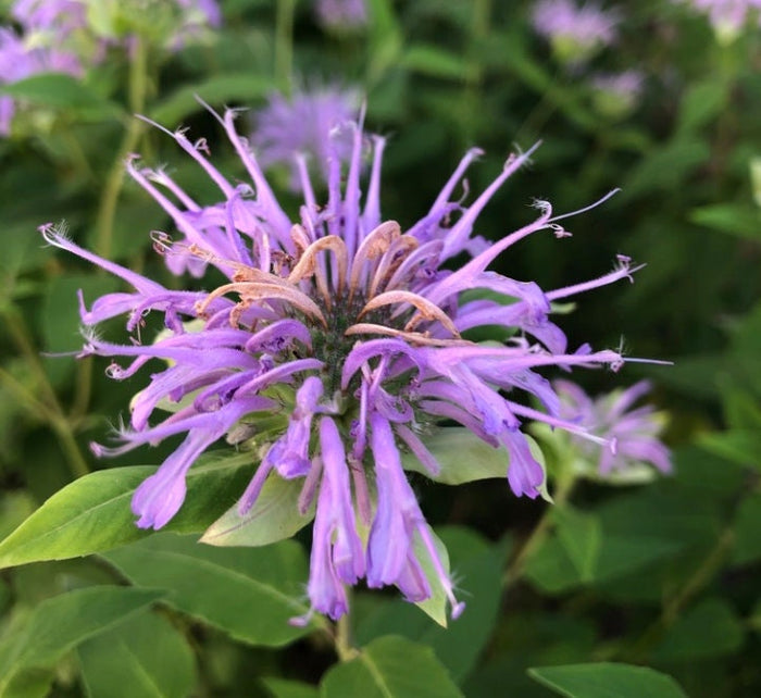 Wild Bergamot Seeds