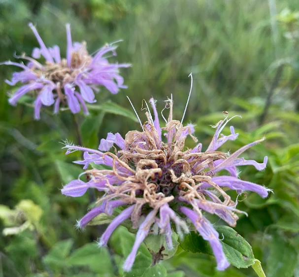 Wild Bergamot Seeds