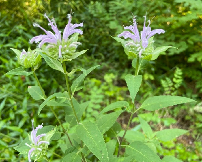 Wild Bergamot Seeds
