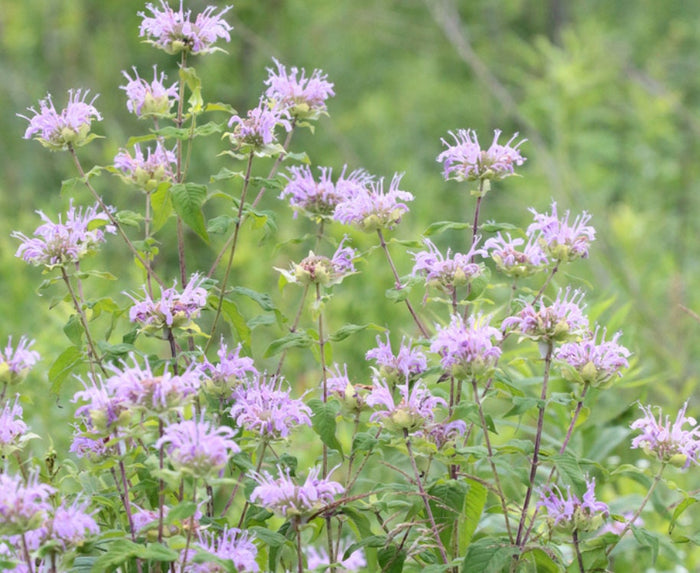 Wild Bergamot Seeds