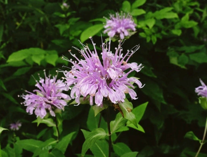 Wild Bergamot Seeds