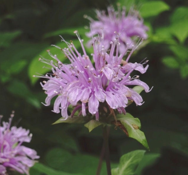 Wild Bergamot Seeds