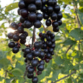 Wild Black Chokecherry Seeds