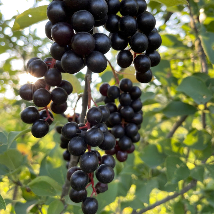 Wild Black Chokecherry Seeds