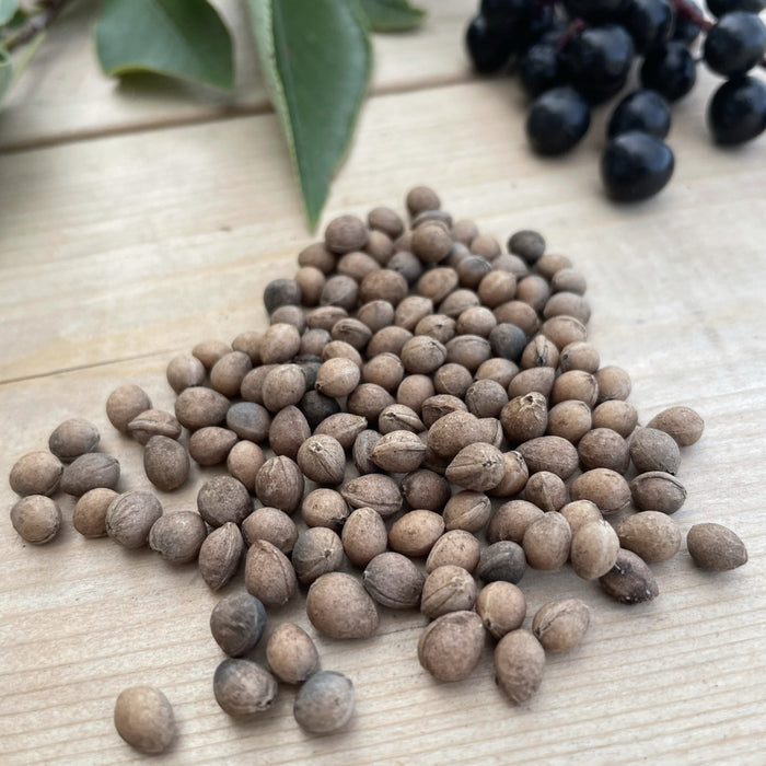 Wild Black Chokecherry Seeds
