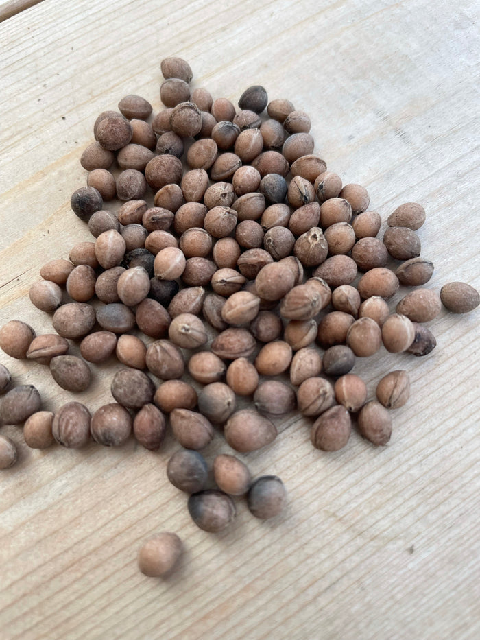 Wild Black Chokecherry Seeds