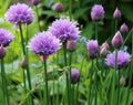 Wild Chives Seeds