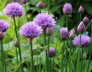 Wild Chives Seeds