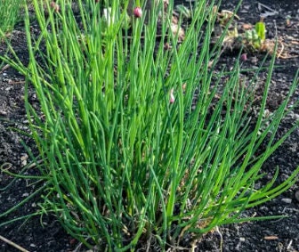 Wild Chives Seeds