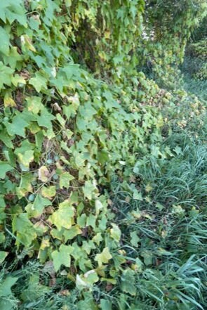 Wild Cucumber Seeds