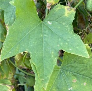 Wild Cucumber Seeds