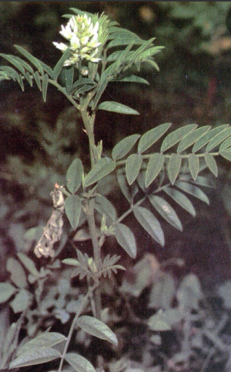 Wild Licorice Seeds