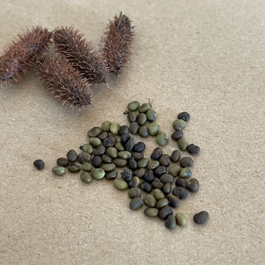 Wild Licorice Seeds