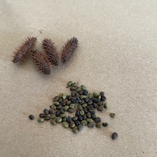 Wild Licorice Seeds