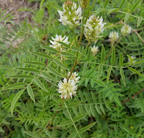 Wild Licorice Seeds