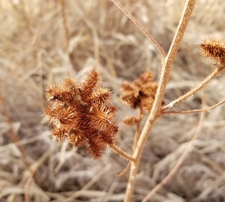 Wild Licorice Seeds