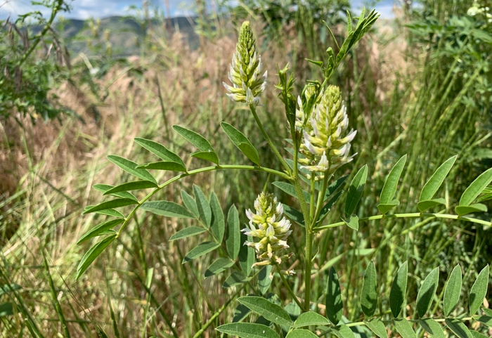 Wild Licorice Seeds