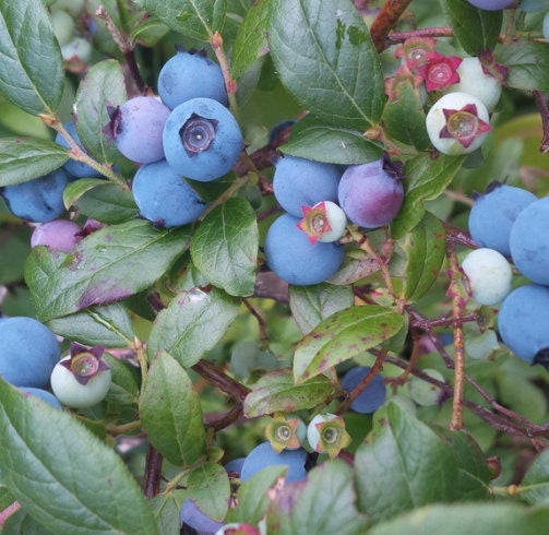 Wild Lowbush Blueberry Seeds
