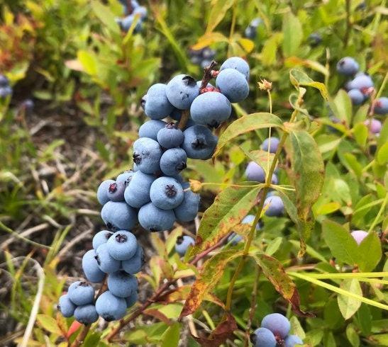 Wild Lowbush Blueberry Seeds