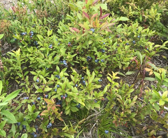 Wild Lowbush Blueberry Seeds