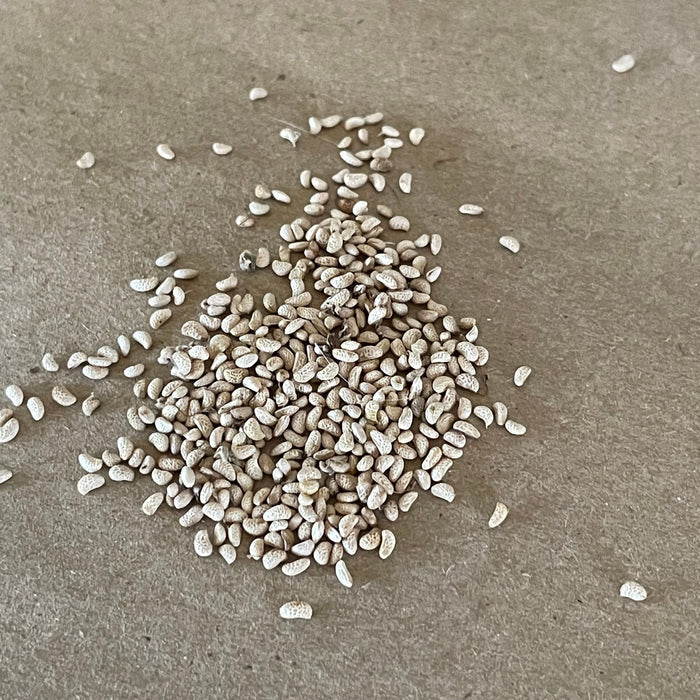Wild Raspberry Seeds