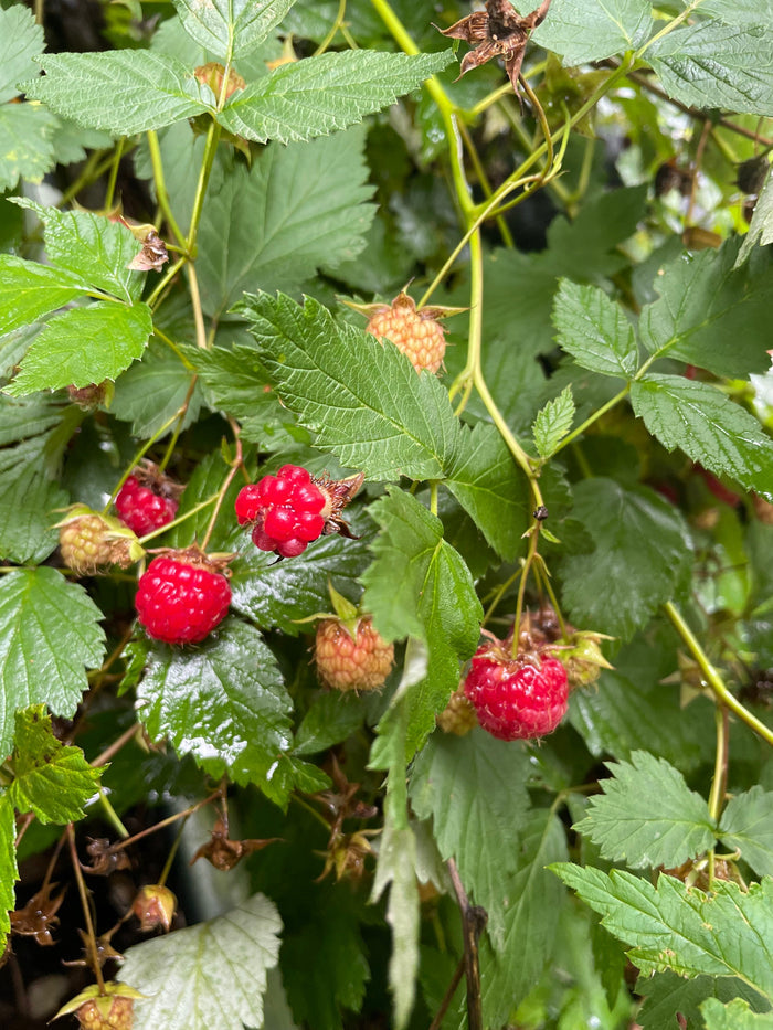 Wild Raspberry Seeds