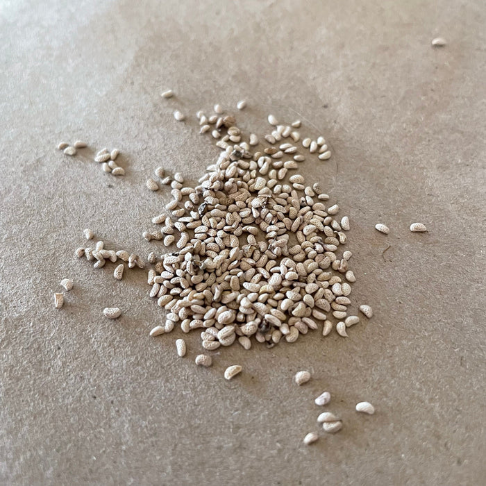 Wild Raspberry Seeds