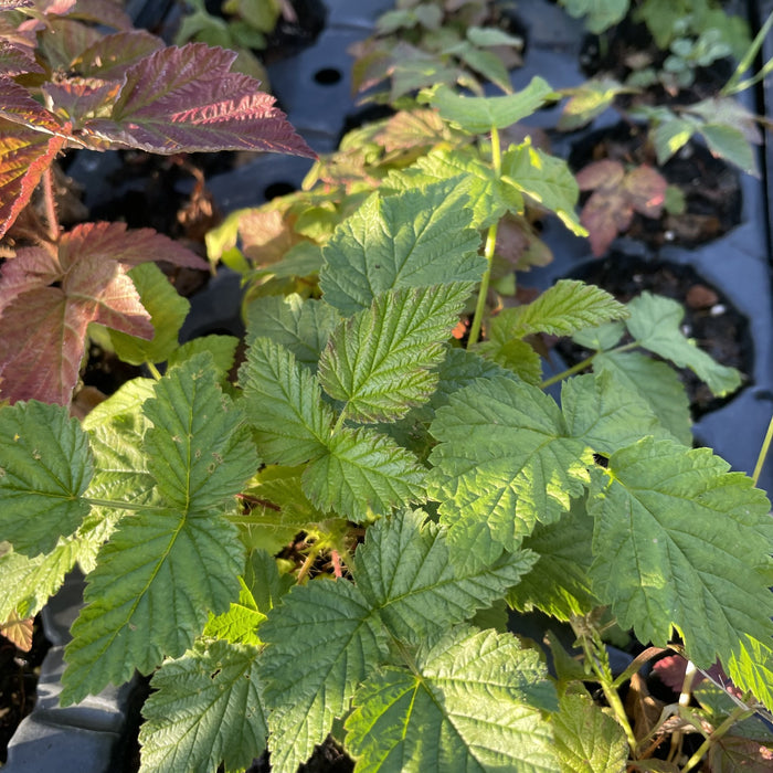 Wild Raspberry at Oak Summit Nursery, fall 2026
