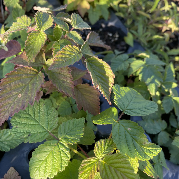 Wild Raspberry at Oak Summit Nursery, fall 2026