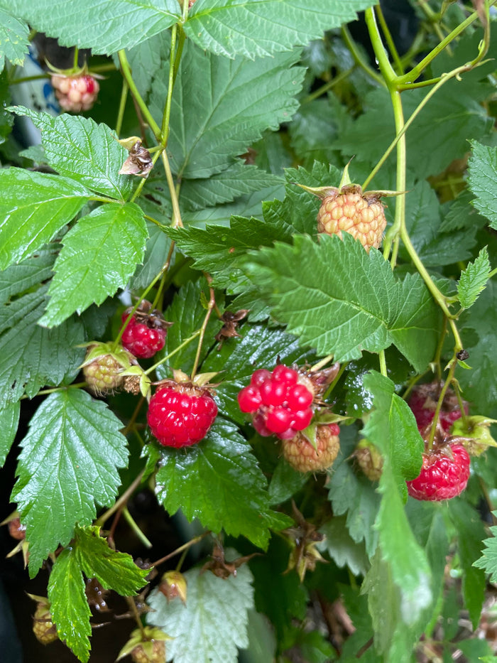 Wild Raspberry