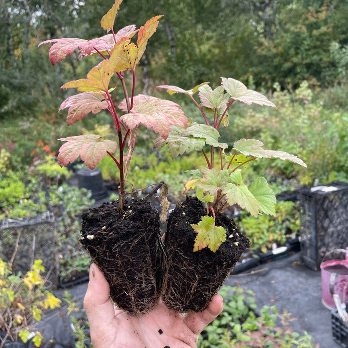 Wild Red Currant