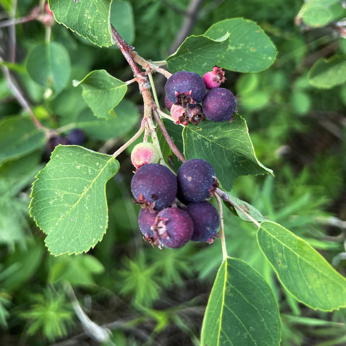 Wild Saskatoon Seeds