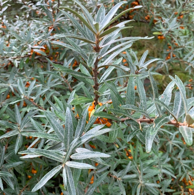 Wild Sea Buckthorn Seeds