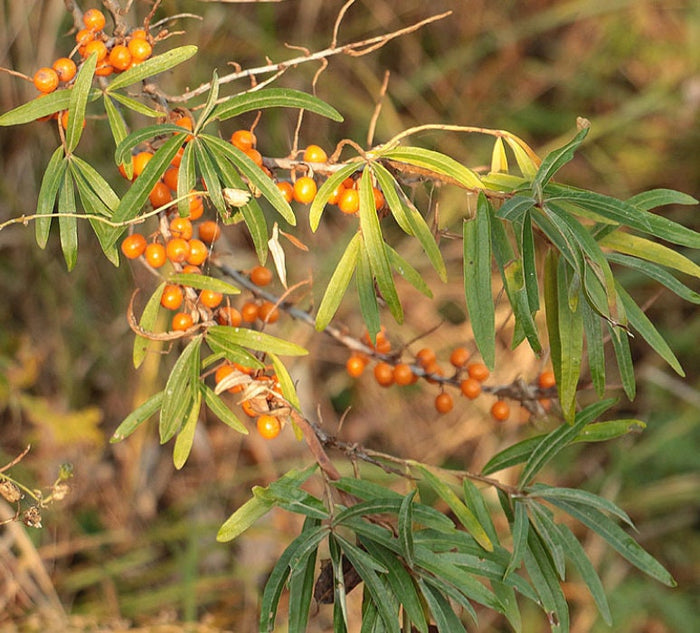 Wild Sea Buckthorn Seeds