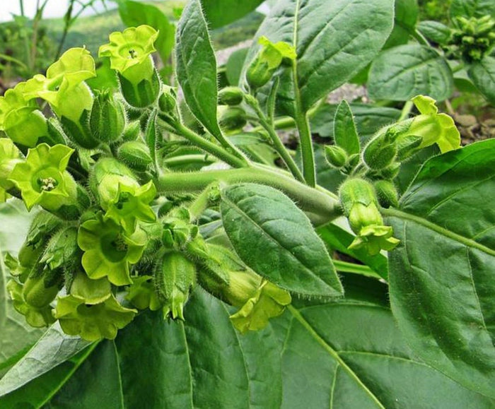 Wild Tobacco Seeds (Nicotiana rustica)
