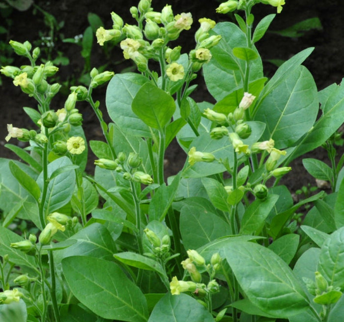 Wild Tobacco Seeds (Nicotiana rustica)