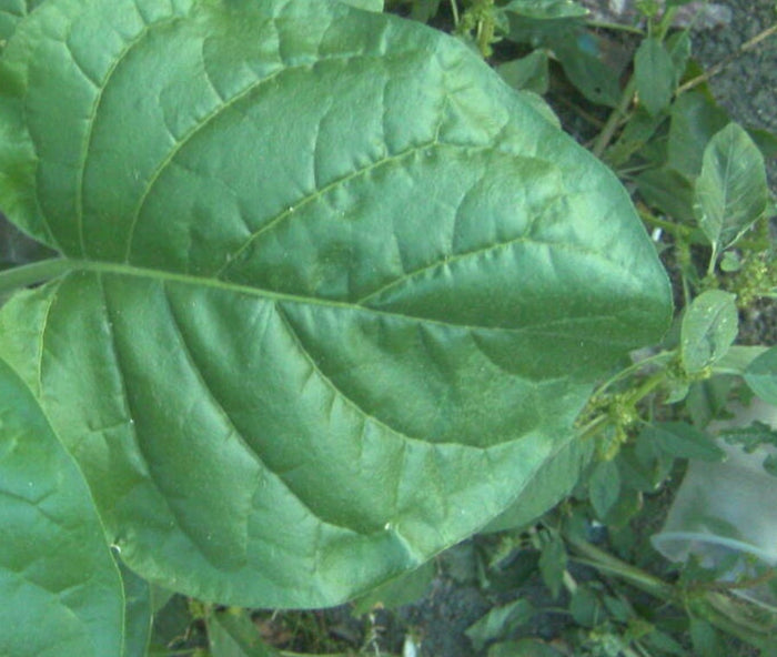 Wild Tobacco Seeds (Nicotiana rustica)