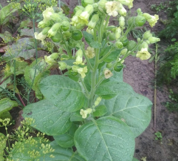 Wild Tobacco Seeds (Nicotiana rustica)