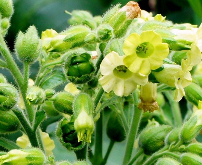 Wild Tobacco Seeds (Nicotiana rustica)