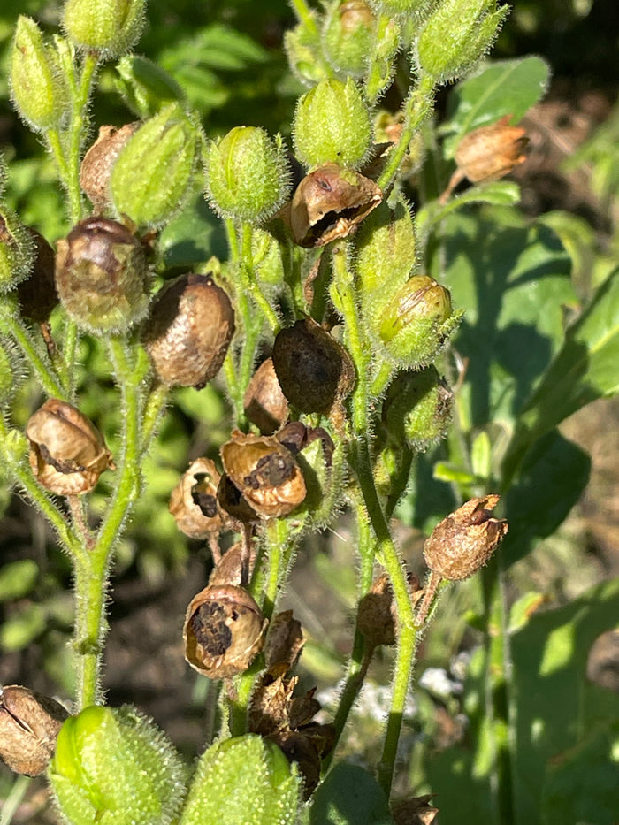 Wild Tobacco Seeds (Nicotiana rustica)