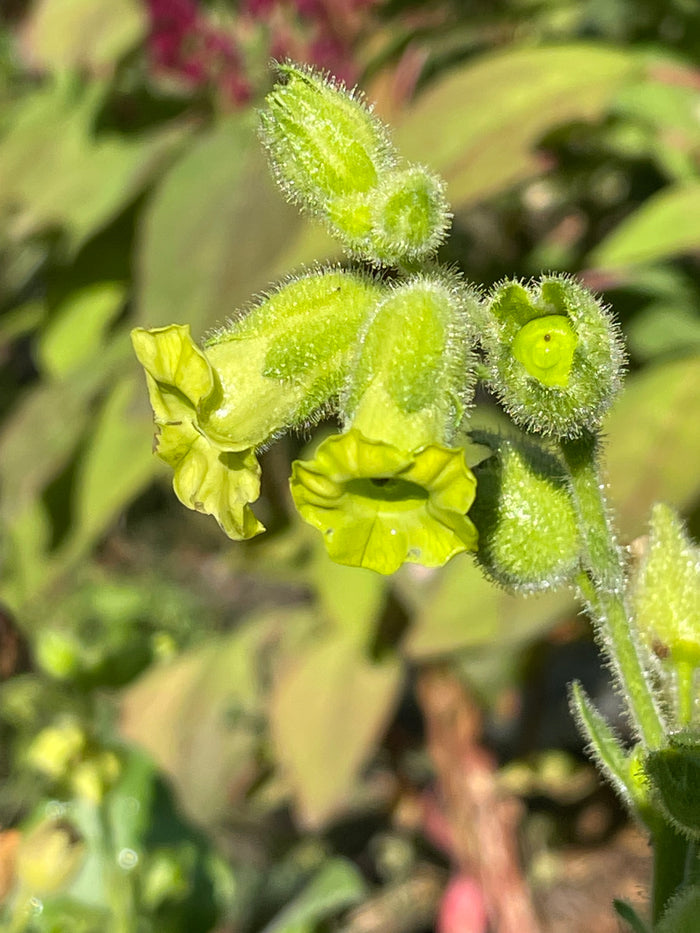 Wild Tobacco Seeds (Nicotiana rustica)