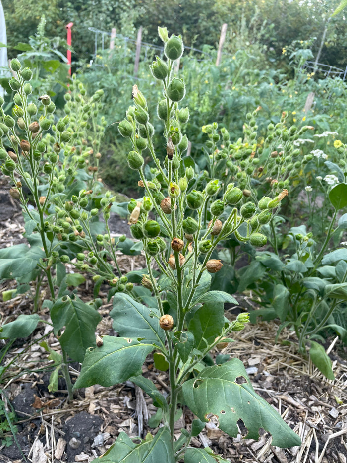 Wild Tobacco Seeds (Nicotiana rustica)