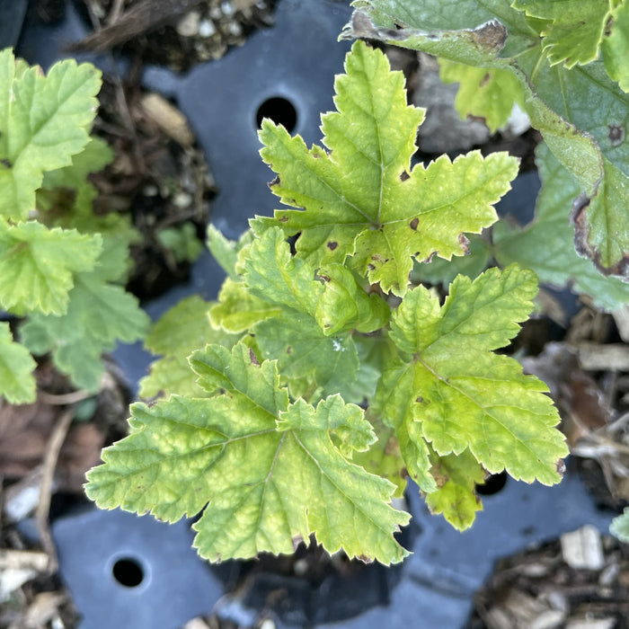 Wilder Red Currant at Oak Summit Nursery, fall 2026